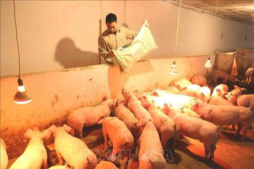 Nhiều tỉnh tái đàn lợn đạt 90% so với trước khi có dịch tả lợn châu Phi