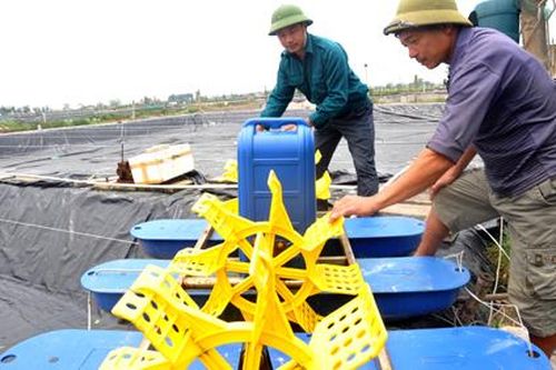 Thủy sản Ninh Bình: Đối mặt với nhiều khó khăn do dịch COVID-19