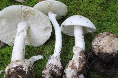 Thêm 2 cháu bé tử vong trong vụ ngộ độc nấm tập thể ở Điện Biên