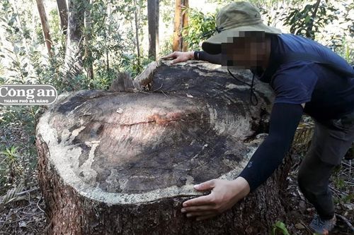 Tan hoang rừng thông 5 lá cổ thụ