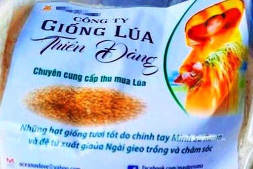 Bình Định khuyến cáo về giống lúa quảng cáo 'ăn vào chữa được bệnh'