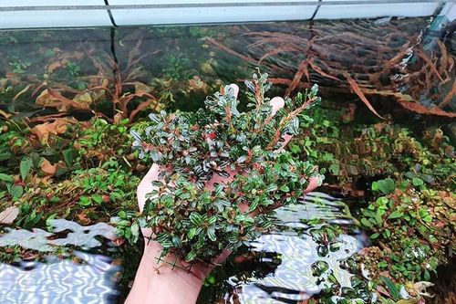 Giấu vợ trồng cỏ, nuôi rêu, thú chơi tốn cả trăm triệu đồng