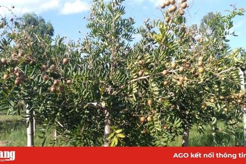 Châu Phú phát triển giống nhãn Mỹ Đức