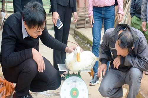 Hiệu quả ứng dụng KHKT vào sản xuất nông nghiệp