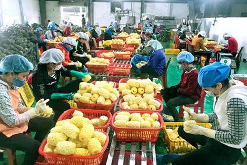 Đẩy mạnh phát triển công nghiệp chế biến nông sản