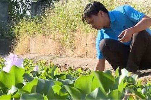 Phát triển kinh tế trang trại – Hướng giảm nghèo bền vững ở Thanh Thủy