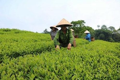 Diện tích chè Phú Thọ xếp thứ 4 cả nước
