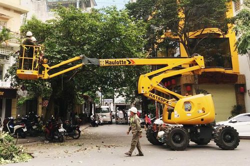Giảm thiệt hại từ nguy cơ cây gãy, đổ mùa mưa bão