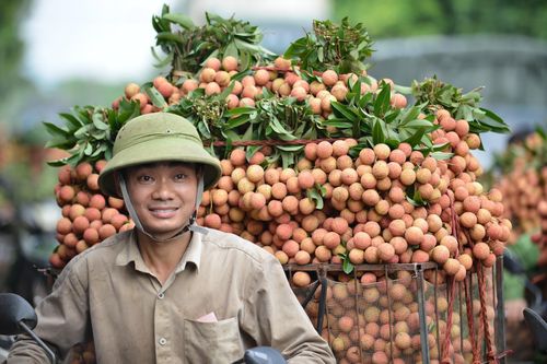 Vải tươi gặp khó để xuất đi Nhật vì Covid-19