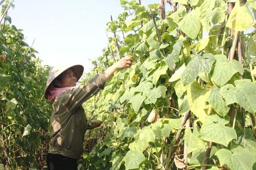 Đông Anh nâng giá trị sản phẩm OCOP