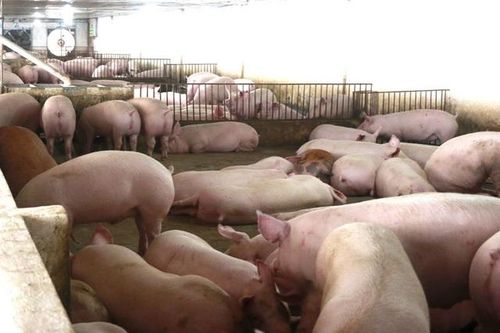Các địa phương quyết tâm khắc phục khó khăn tái đàn lợn