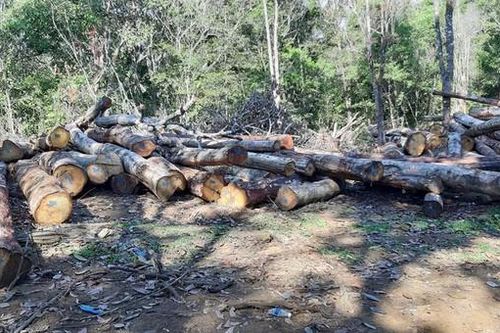 Lợi dụng dự án để phá rừng
