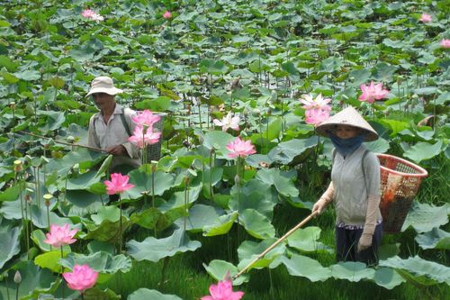 Phát triển chuỗi giá trị từ cây sen ở Đồng Tháp