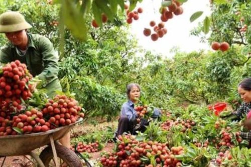 Vải thiều Việt Nam lần đầu 'lỡ hẹn' sang Nhật Bản