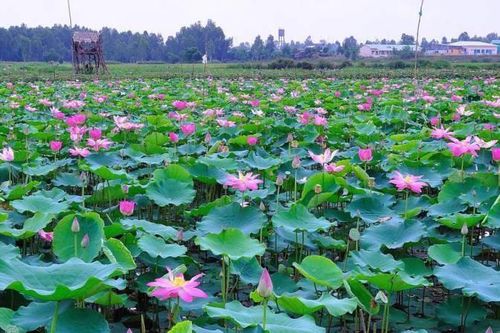 Đồng Tháp đầu tư phát triển các sản phẩm từ sen
