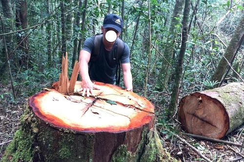 Họp báo vụ phá rừng ở Kon Tum: Phải xác minh thêm