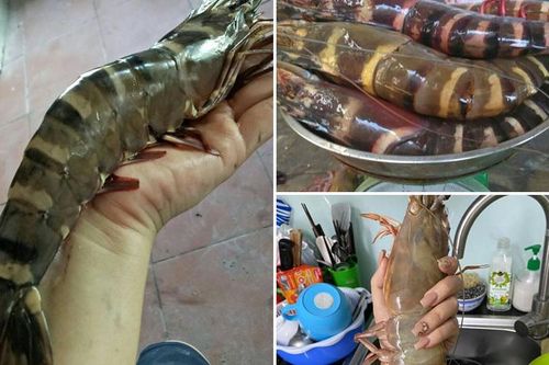 Tôm sú khổng lồ ngang cổ tay giá hơn triệu đồng/kg vẫn 'cháy hàng'
