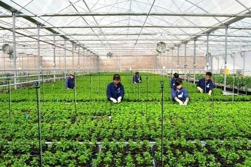 Cần đặc biệt ưu tiên các DN, HTX quy mô lớn đầu tư mạnh hơn vào nông nghiệp