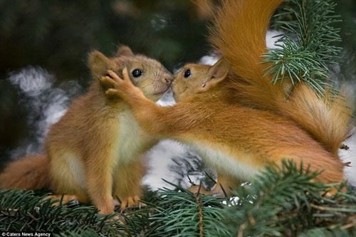 Chùm ảnh những nụ hôn 'nóng bỏng' của các loài động vật trên khắp thế giới