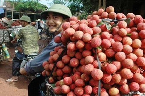 Khó xuất sang Nhật, 600 tấn vải thiều nguy cơ chuyển hướng