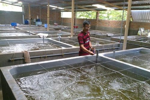 Sản xuất giống nhân tạo và nuôi thương phẩm cá bớp, cá hồng Mỹ
