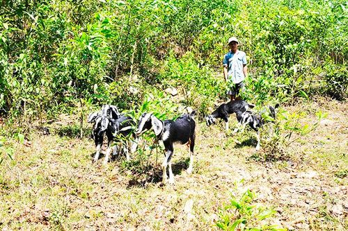 Xã Cầu Bà: Nhân rộng mô hình nuôi dê