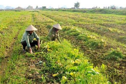 Gia Viễn: Nông dân mất mùa dưa bở