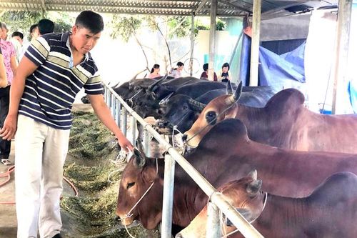 Khai thác thị trường nội địa, giảm phụ thuộc cho nông sản