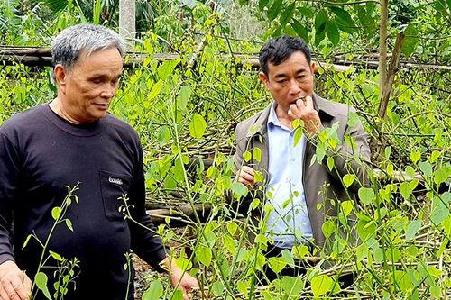 Lâm Bình tập trung phát triển nông nghiệp hàng hóa