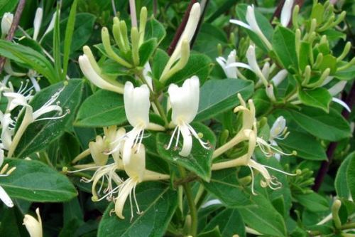 Ngân kiều thang - Phương thuốc hay trị bệnh ôn dịch