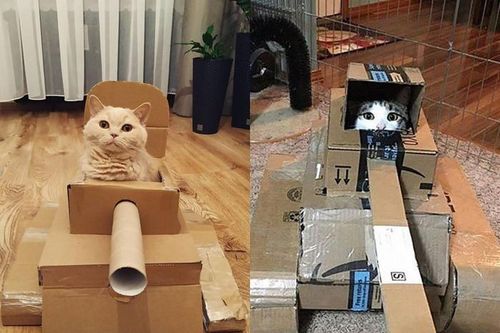 Làm cột mài móng cho boss xưa rồi, giờ phải làm xe tăng cho mèo mới oách!
