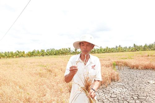 Xâm nhập mặn ở ĐBSCL tăng dần