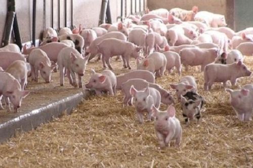 Thúc đẩy phát triển chăn nuôi lợn bền vững
