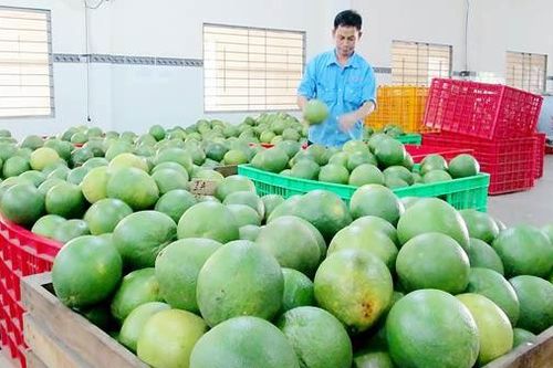 Việt Nam xuất siêu sang Ấn Độ