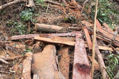 Tận mắt chứng kiến hiện trường lâm tặc tàn sát rừng gỗ quý Trường Sơn