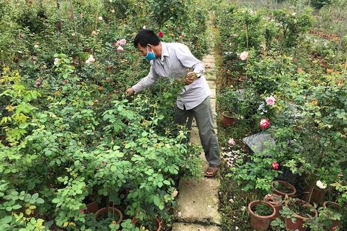 Hết hạn cách ly COVID-19, hoa hồng Hạ Lôi lại đi muôn nơi