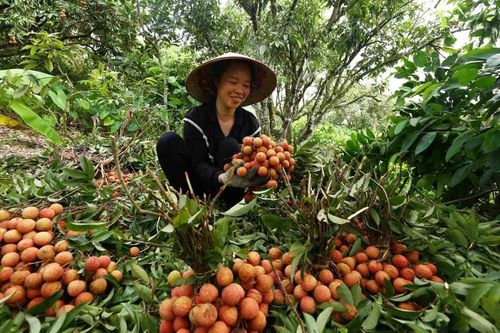 Lô vải thiều đầu tiên vẫn vững tin xuất Nhật