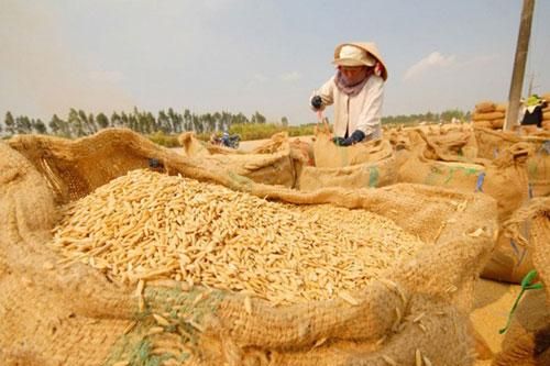 Giá lúa tăng nhẹ sau quyết định cho xuất khẩu gạo trở lại