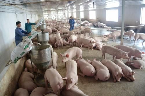Cần có kế hoạch tái đàn phù hợp trách trường hợp phải giải cứu thịt lợn
