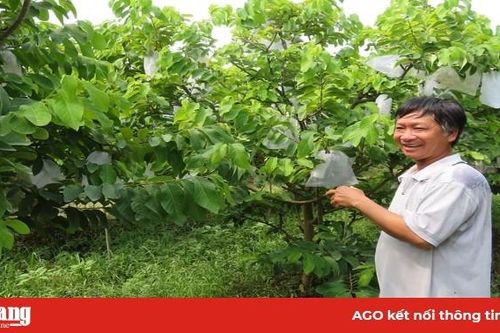 Na Thái - cây trồng mới, hiệu quả cao