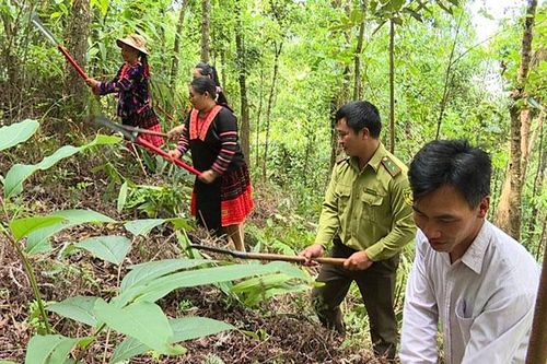 Hướng tới mục tiêu xã hội hóa bảo vệ rừng