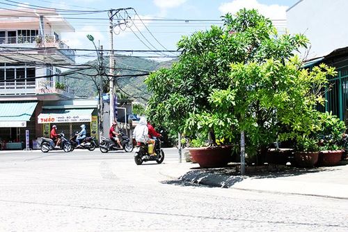 Biển báo nằm trong lùm cây