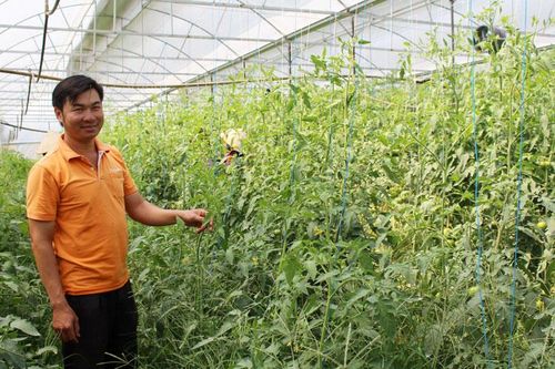 Hiệu quả từ mô hình trồng rau an toàn của HTX Quyết Tiến