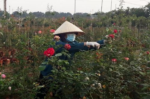 Buổi sáng đầu tiên ở thôn Hạ Lôi sau khi dỡ chốt cách ly