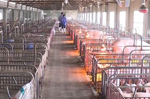 Tích cực tái đàn, kéo giảm giá thịt lợn