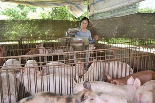 Kêu gọi nông dân, hợp tác xã tham gia phục hồi chăn nuôi