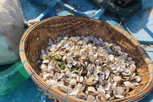 Nghêu chết trắng sông ở Quảng Nam