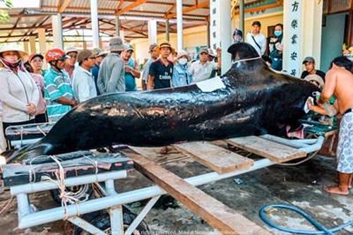 Cá voi dài 4m dạt vào bờ biển Nha Trang