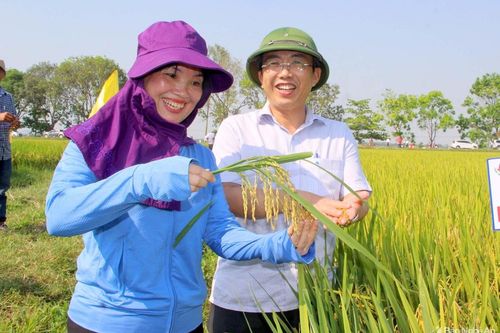 Nghệ An: Giống lúa Hương thuần 8 đạt năng suất gần 70 tạ/ha