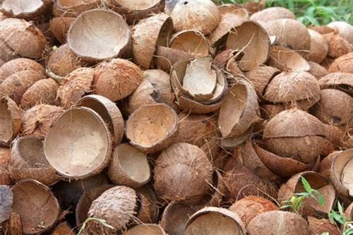 Tưởng thứ vứt đi, nào ngờ đốt hóa than bán lấy tiền triệu